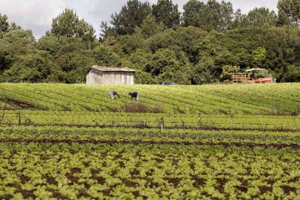 Governo publica edital de R$ 31,5 milhões para projetos da agricultura familiar