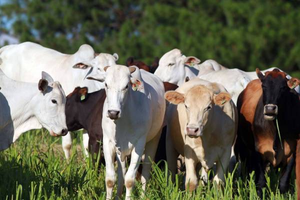 Paraná conquista status internacional de área livre de febre aftosa sem vacinação