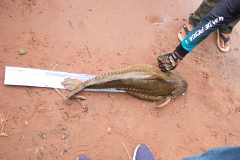 32º PESCA AO PACU - 2025